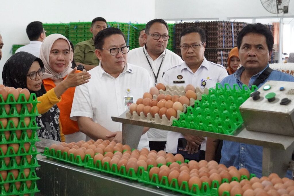 Harga Telur Anjlok Parah! Kementan Akhirnya Buka Suara dan Janji Bela Peternak