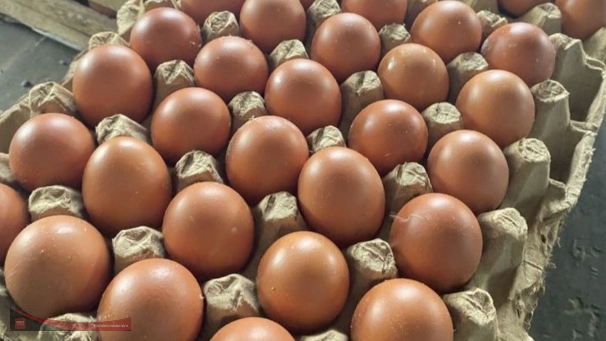 Harga Telur Anjlok Parah! Kementan Akhirnya Buka Suara dan Janji Bela Peternak