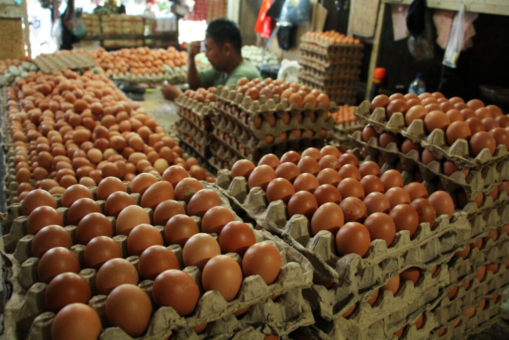 Harga Telur Anjlok Parah! Kementan Akhirnya Buka Suara dan Janji Bela Peternak