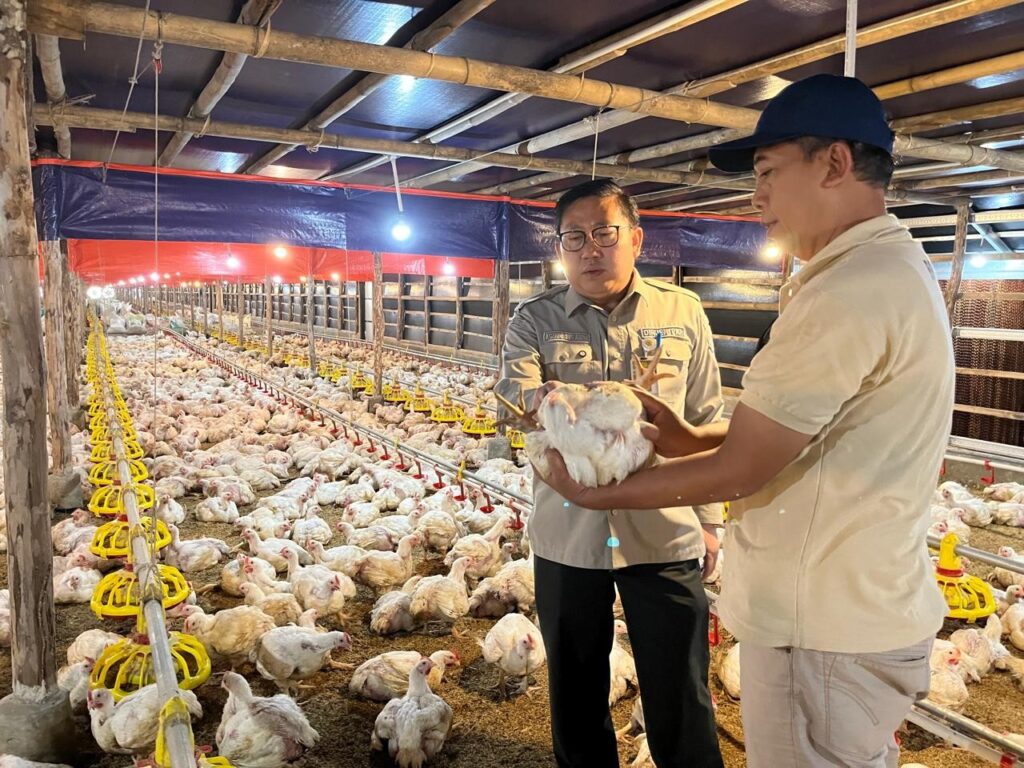 Harga Telur Anjlok Parah! Kementan Akhirnya Buka Suara dan Janji Bela Peternak
